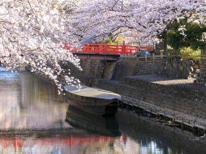 奥の細道むすびの地記念館、水門川、桜まつり、4月春の花、岐阜県大垣市の観光・撮影スポットの画像と写真