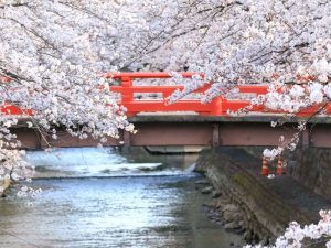 奥の細道むすびの地記念館、水門川、桜まつり、4月春の花、岐阜県大垣市の観光・撮影スポットの画像と写真