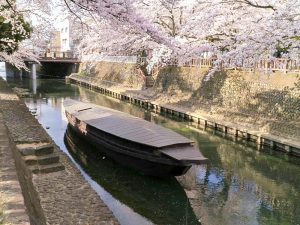 奥の細道むすびの地記念館、水門川、桜まつり、4月春の花、岐阜県大垣市の観光・撮影スポットの画像と写真