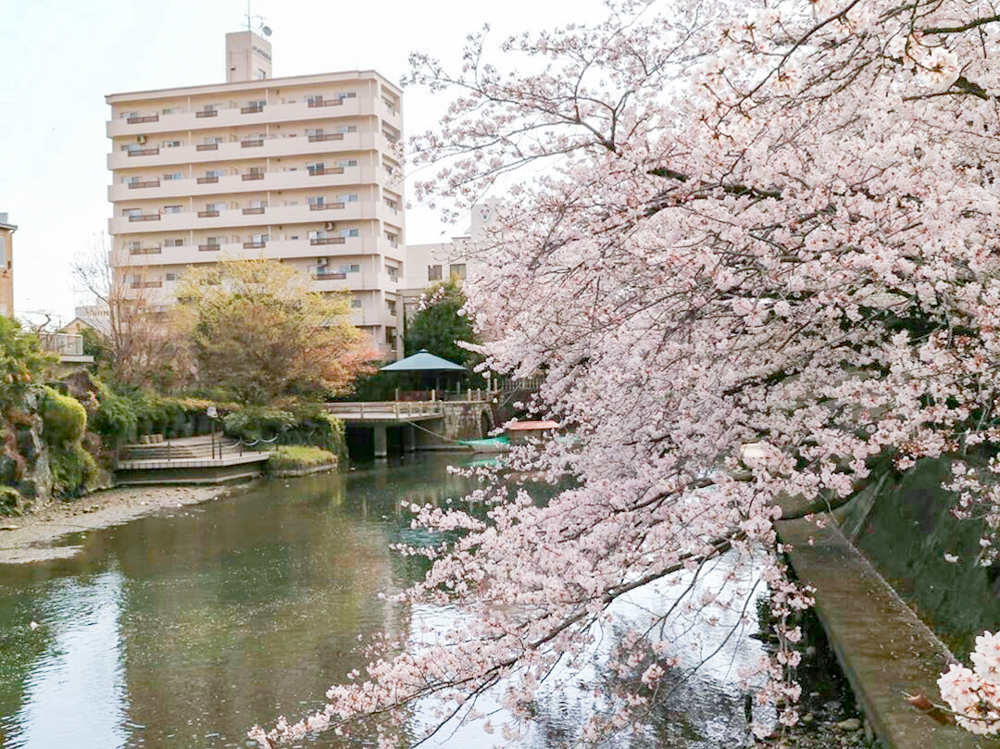 奥の細道むすびの地記念館、水門川、桜まつり、4月春の花、岐阜県大垣市の観光・撮影スポットの画像と写真