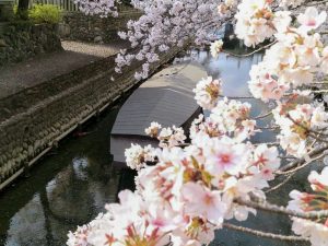 奥の細道むすびの地記念館、水門川、桜まつり、4月春の花、岐阜県大垣市の観光・撮影スポットの画像と写真