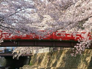 奥の細道むすびの地記念館、水門川、桜まつり、4月春の花、岐阜県大垣市の観光・撮影スポットの画像と写真
