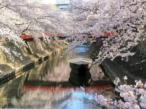 奥の細道むすびの地記念館、水門川、桜まつり、4月春の花、岐阜県大垣市の観光・撮影スポットの画像と写真