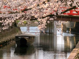 奥の細道むすびの地記念館、水門川、桜まつり、4月春の花、岐阜県大垣市の観光・撮影スポットの画像と写真
