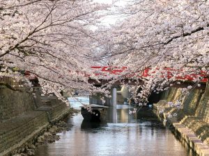 奥の細道むすびの地記念館、水門川、桜まつり、4月春の花、岐阜県大垣市の観光・撮影スポットの画像と写真