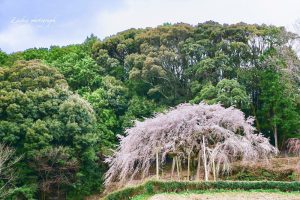 奥山田しだれ桜、3月の春の花、愛知県岡崎市の観光・撮影スポットの画像と写真