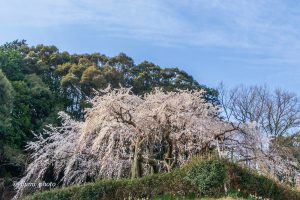 奥山田しだれ桜、3月の春の花、愛知県岡崎市の観光・撮影スポットの画像と写真