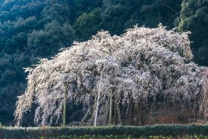 奥山田しだれ桜、3月の春の花、愛知県岡崎市の観光・撮影スポットの画像と写真