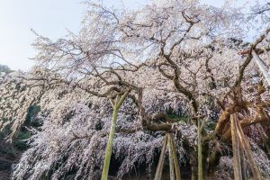 奥山田しだれ桜、3月の春の花、愛知県岡崎市の観光・撮影スポットの画像と写真