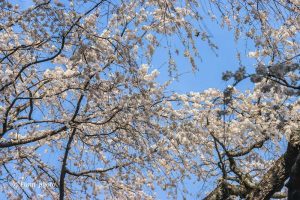 奥山田しだれ桜、3月の春の花、愛知県岡崎市の観光・撮影スポットの画像と写真