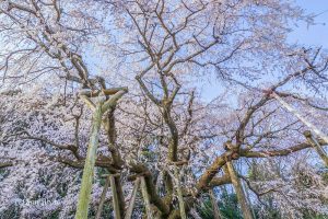 奥山田しだれ桜、3月の春の花、愛知県岡崎市の観光・撮影スポットの画像と写真