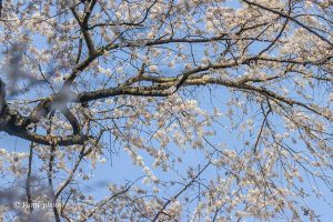 奥山田しだれ桜、3月の春の花、愛知県岡崎市の観光・撮影スポットの画像と写真