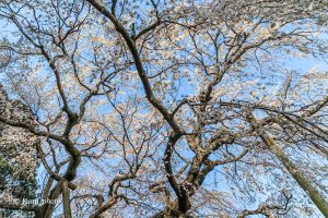 奥山田しだれ桜、3月の春の花、愛知県岡崎市の観光・撮影スポットの画像と写真奥山田しだれ桜、3月の春の花、愛知県岡崎市の観光・撮影スポットの画像と写真