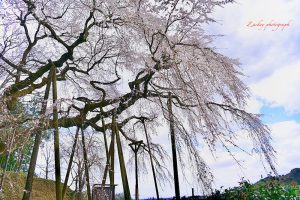 奥山田しだれ桜、3月の春の花、愛知県岡崎市の観光・撮影スポットの画像と写真