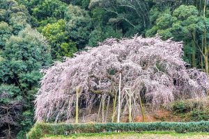 奥山田しだれ桜、3月の春の花、愛知県岡崎市の観光・撮影スポットの画像と写真