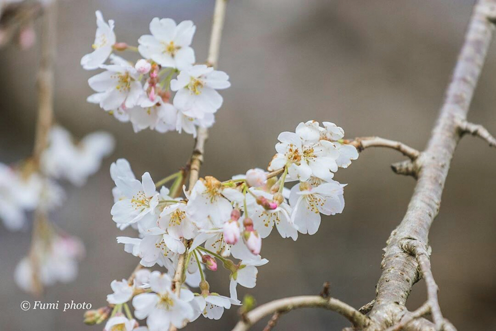 奥山田しだれ桜、3月の春の花、愛知県岡崎市の観光・撮影スポットの画像と写真