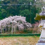 奥山田しだれ桜、3月の春の花、愛知県岡崎市の観光・撮影スポットの画像と写真