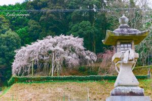 奥山田しだれ桜、3月の春の花、愛知県岡崎市の観光・撮影スポットの画像と写真