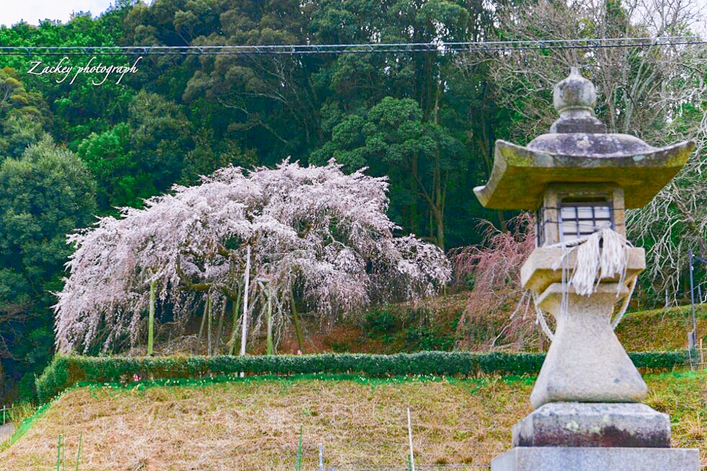 奥山田のしだれ桜 愛知県岡崎市の観光 撮影スポットの名所 東海カメラマップ