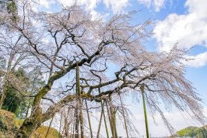 奥山田しだれ桜、3月の春の花、愛知県岡崎市の観光・撮影スポットの画像と写真