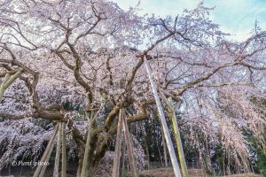奥山田しだれ桜、3月の春の花、愛知県岡崎市の観光・撮影スポットの画像と写真