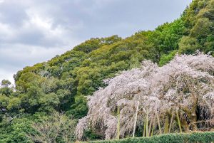 奥山田しだれ桜、3月の春の花、愛知県岡崎市の観光・撮影スポットの画像と写真