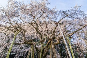 奥山田しだれ桜、3月の春の花、愛知県岡崎市の観光・撮影スポットの画像と写真