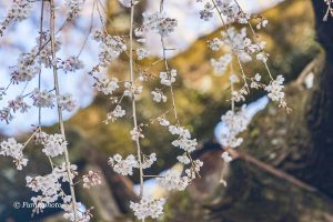 奥山田しだれ桜、3月の春の花、愛知県岡崎市の観光・撮影スポットの画像と写真