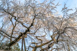 奥山田しだれ桜、3月の春の花、愛知県岡崎市の観光・撮影スポットの画像と写真