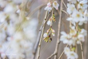 奥山田しだれ桜、3月の春の花、愛知県岡崎市の観光・撮影スポットの画像と写真