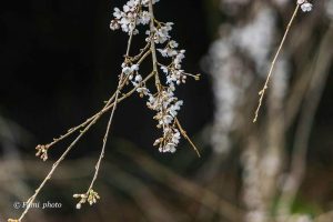 奥山田しだれ桜、3月の春の花、愛知県岡崎市の観光・撮影スポットの画像と写真