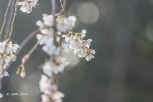 奥山田しだれ桜、3月の春の花、愛知県岡崎市の観光・撮影スポットの画像と写真