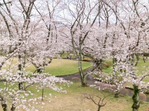 大野極楽寺公園、桜、3月の春の花、愛知県一宮市の観光・撮影スポットの画像と写真)