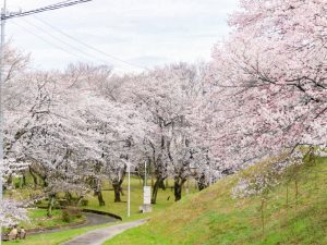 大野極楽寺公園、桜、3月の春の花、愛知県一宮市の観光・撮影スポットの画像と写真)