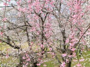 大野極楽寺公園、桜、3月の春の花、愛知県一宮市の観光・撮影スポットの画像と写真)
