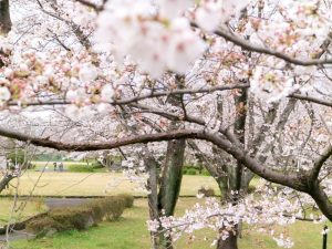 大野極楽寺公園、桜、3月の春の花、愛知県一宮市の観光・撮影スポットの画像と写真)