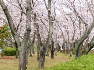 大野極楽寺公園、桜、3月の春の花、愛知県一宮市の観光・撮影スポットの画像と写真)