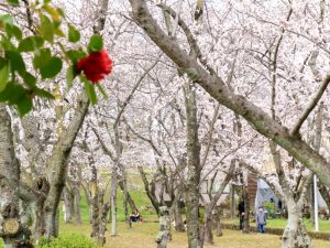 大野極楽寺公園、桜、3月の春の花、愛知県一宮市の観光・撮影スポットの画像と写真)