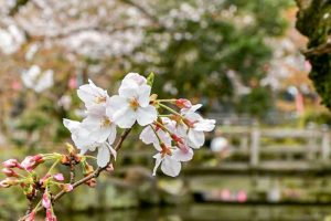 大山緑地、桜、3月春の花、愛知県高浜市の観光・撮影スポットの画像と写真