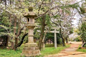 大山緑地、桜、3月春の花、愛知県高浜市の観光・撮影スポットの画像と写真