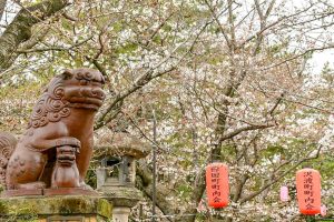 大山緑地、桜、3月春の花、愛知県高浜市の観光・撮影スポットの画像と写真