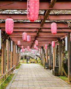 大山緑地、桜、3月春の花、愛知県高浜市の観光・撮影スポットの画像と写真