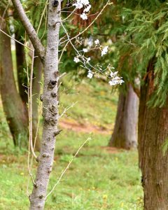 大山緑地、桜、3月春の花、愛知県高浜市の観光・撮影スポットの画像と写真大山緑地、桜、3月春の花、愛知県高浜市の観光・撮影スポットの画像と写真