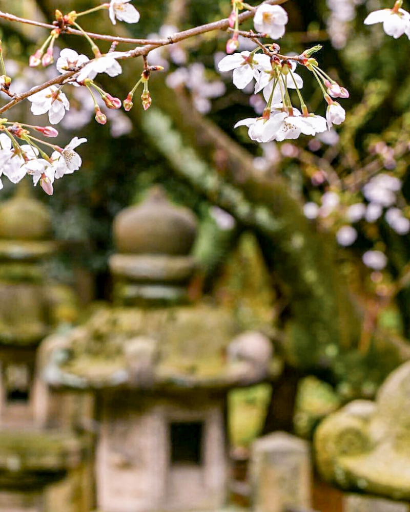 大山緑地、桜、3月春の花、愛知県高浜市の観光・撮影スポットの画像と写真