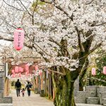 大山緑地、桜、3月春の花、愛知県高浜市の観光・撮影スポットの画像と写真