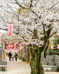 大山緑地、桜、3月春の花、愛知県高浜市の観光・撮影スポットの画像と写真