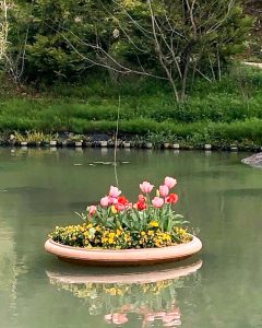 レッドヒルヒーサーの森、3月春の花、三重県津市の観光・撮影スポットの画像と写真