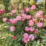 レッドヒルヒーサーの森、3月春の花、三重県津市の観光・撮影スポットの画像と写真