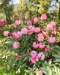 レッドヒルヒーサーの森、3月春の花、三重県津市の観光・撮影スポットの画像と写真