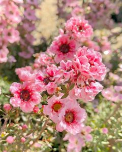レッドヒルヒーサーの森、3月春の花、三重県津市の観光・撮影スポットの画像と写真